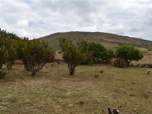136 ha Farm in Tonteldoos