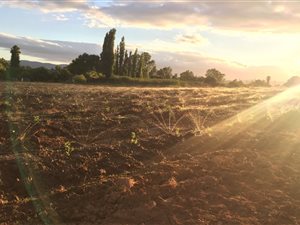 3 ha Farm in Bonnievale