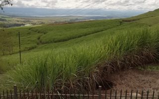 312 ha Farm in Clarendon
