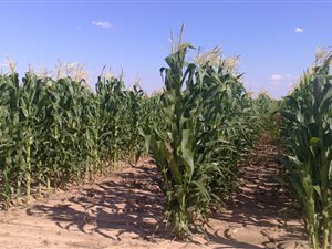 514 ha Farm in Lichtenburg