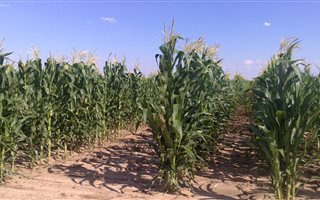 514 ha Farm in Lichtenburg