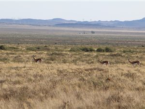 4648 ha Farm in De Aar