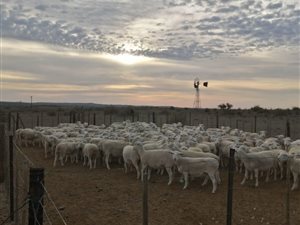 3211 ha Farm in Kenhardt