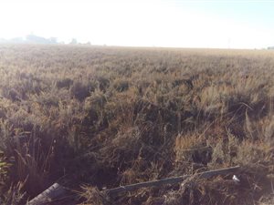 5.5 ha Land available in Honingnestkrans