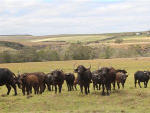 500 ha Farm in Swellendam