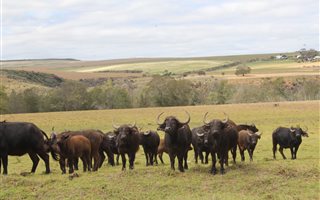 500 ha Farm in Swellendam