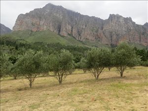 Farm in Paarl