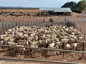 4517 ha Farm in Victoria West