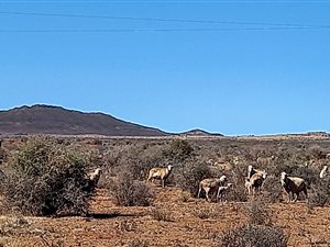 4517 ha Farm in Victoria West