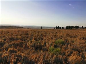 342.6 ha Farm in Ficksburg