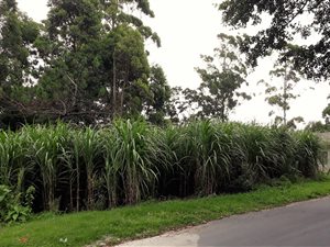 1128 m² Land available in Margate