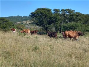 370 ha Farm in King Williams Town