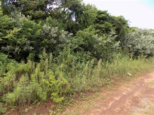 1142 m² Land available in Mtwalume