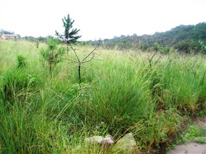 1017 m² Land available in Margate