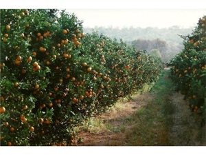 100 ha Farm in Buffelspoort