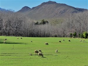 2207 ha Farm in Uniondale