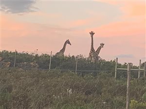 483 ha Farm in Mossel Bay Central