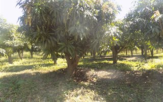 11.7 ha Farm in Tzaneen