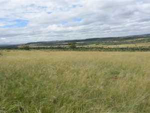 1097 ha Farm in Middelburg Central