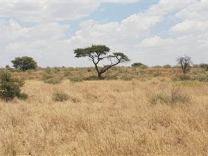 340 ha Farm in Vryburg