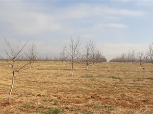 361 ha Farm in Schweizer Reyneke