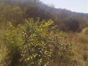30 ha Farm in Tzaneen