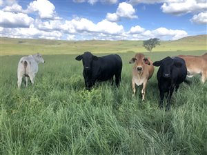 430 ha Farm in Estcourt