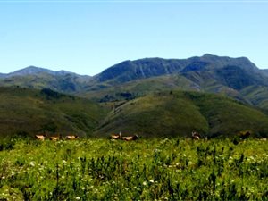 4000 ha Farm in Plettenberg Bay Rural