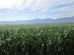 427 ha Farm in Riebeek Kasteel