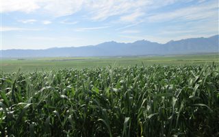 427 ha Farm in Riebeek Kasteel