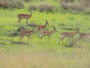 10325 ha Land available in Modimolle