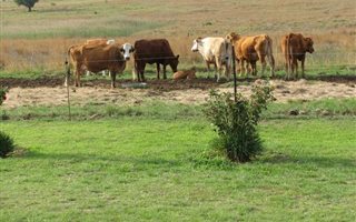 71 ha Farm in Kleinfontein