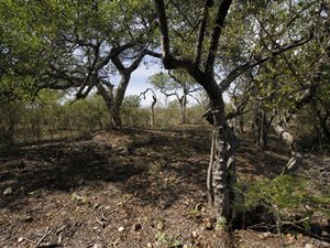 3400 m² Land available in Blyde Wildlife Estate