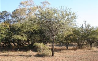 158.1 ha Farm in Dinokeng