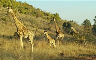 44 ha Land available in Boekenhoutskloof and surrounds