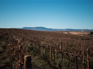 133 ha Farm in Vredendal