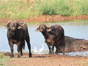 6600 ha Farm in Malelane