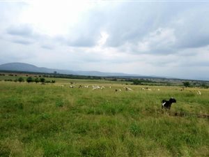 525 ha Farm in Alma