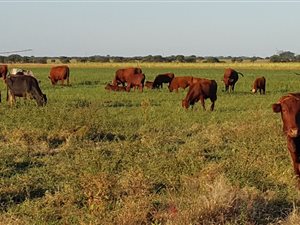 214 ha Farm in Bela-Bela (Warmbaths)