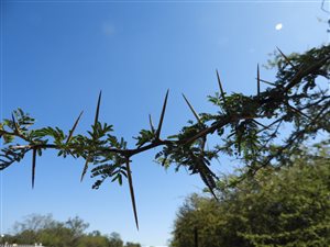 4 ha Land available in Roodeplaat