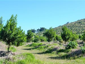 90.2 ha Farm in Margate