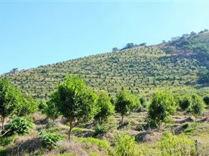90.1 ha Farm in Margate