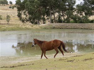 Farm in Northern Paarl