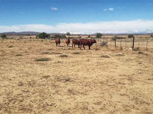 16 ha Farm in Oudtshoorn
