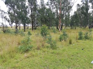 4 ha Land available in De Deur