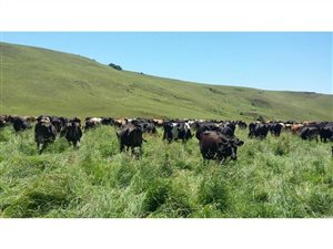 866 ha Farm in Mooi River