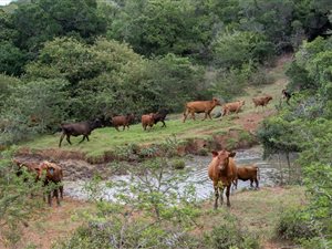 435 ha Farm in Alexandria