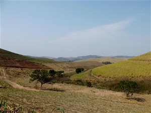 150 ha Farm in Umzinto
