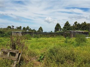 32 ha Farm in Currys Post