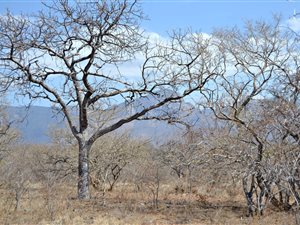 3930 m² Land available in Blyde Wildlife Estate